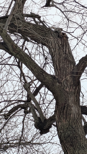 Eastern Gray Squirrel