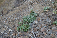 Caccinia dubia
