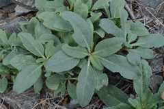 Caccinia dubia