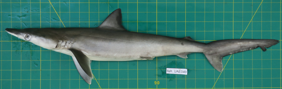 Hardnose Shark In February 2020 By Balazs Buzas · Inaturalist