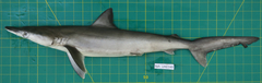 Carcharhinus macloti