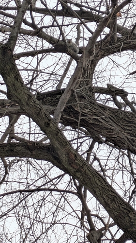 Eastern Gray Squirrel
