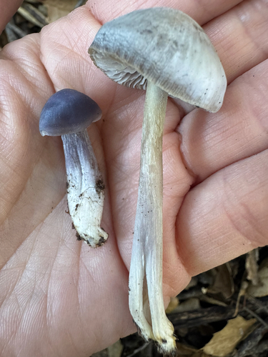 iNaturalist observation photo of Purae