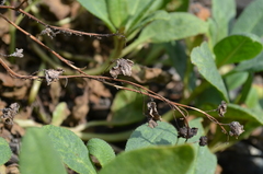 Caccinia dubia