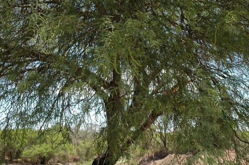 Algarrobo negro (Prosopis nigra)