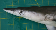 Carcharhinus macloti