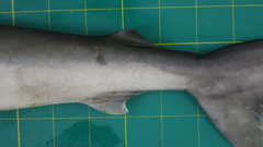Carcharhinus macloti