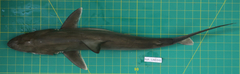 Carcharhinus macloti