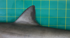 Carcharhinus macloti