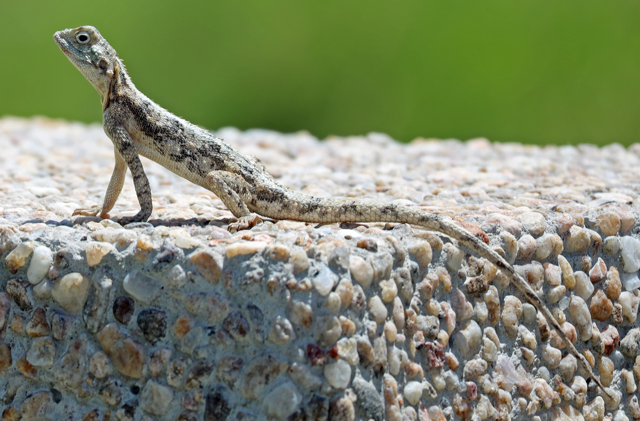 Agama aculeata aculeata Merrem, 1820