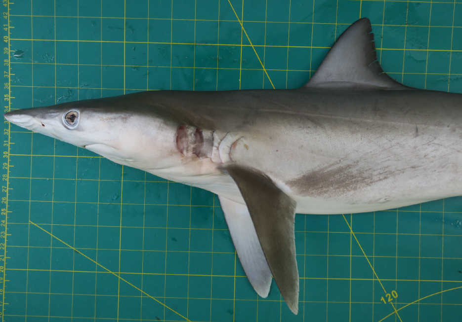 Hardnose Shark