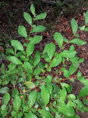 Azara integrifolia