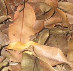 Leptodactylus natalensis