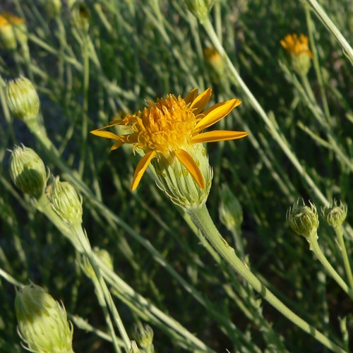Cooper's Dogweed (Adenophyllum cooperi)