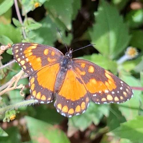 Bordered Patch