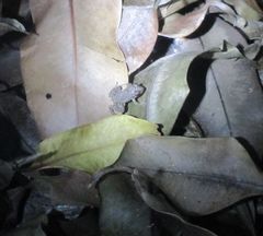 Leptodactylus natalensis