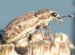 Sitona macularius