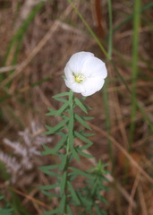 Linum monogynum