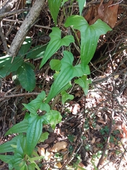 Dioscorea auriculata