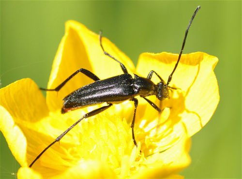small black longhorn beetle, photo 2 of 10