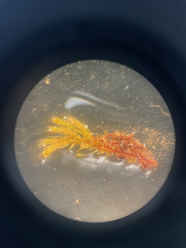 Pohlia camptotrachela, 2025-07-27