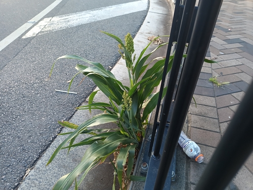 Sorghum bicolor