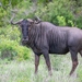 Blue Wildebeest - Photo (c) John L. Richards, some rights reserved (CC BY-NC), uploaded by John L. Richards