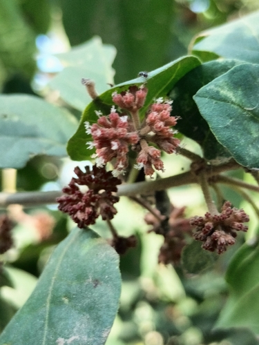 Pisonia capitata