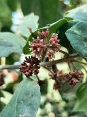 Pisonia capitata
