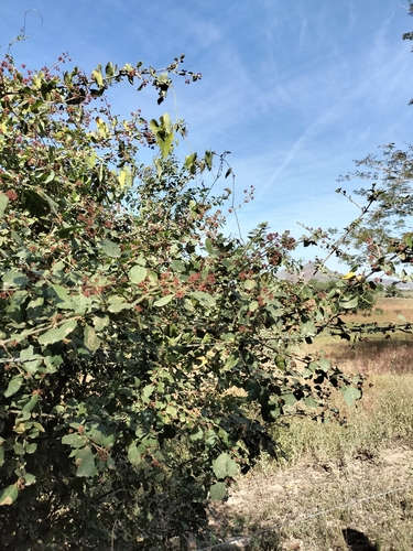 Pisonia capitata, photograph 2
