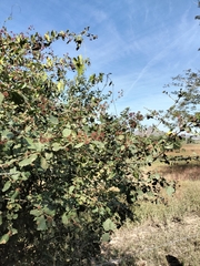 Pisonia capitata, photograph author not stated, no rights reserved