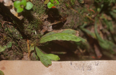 Notogrammitis ciliata