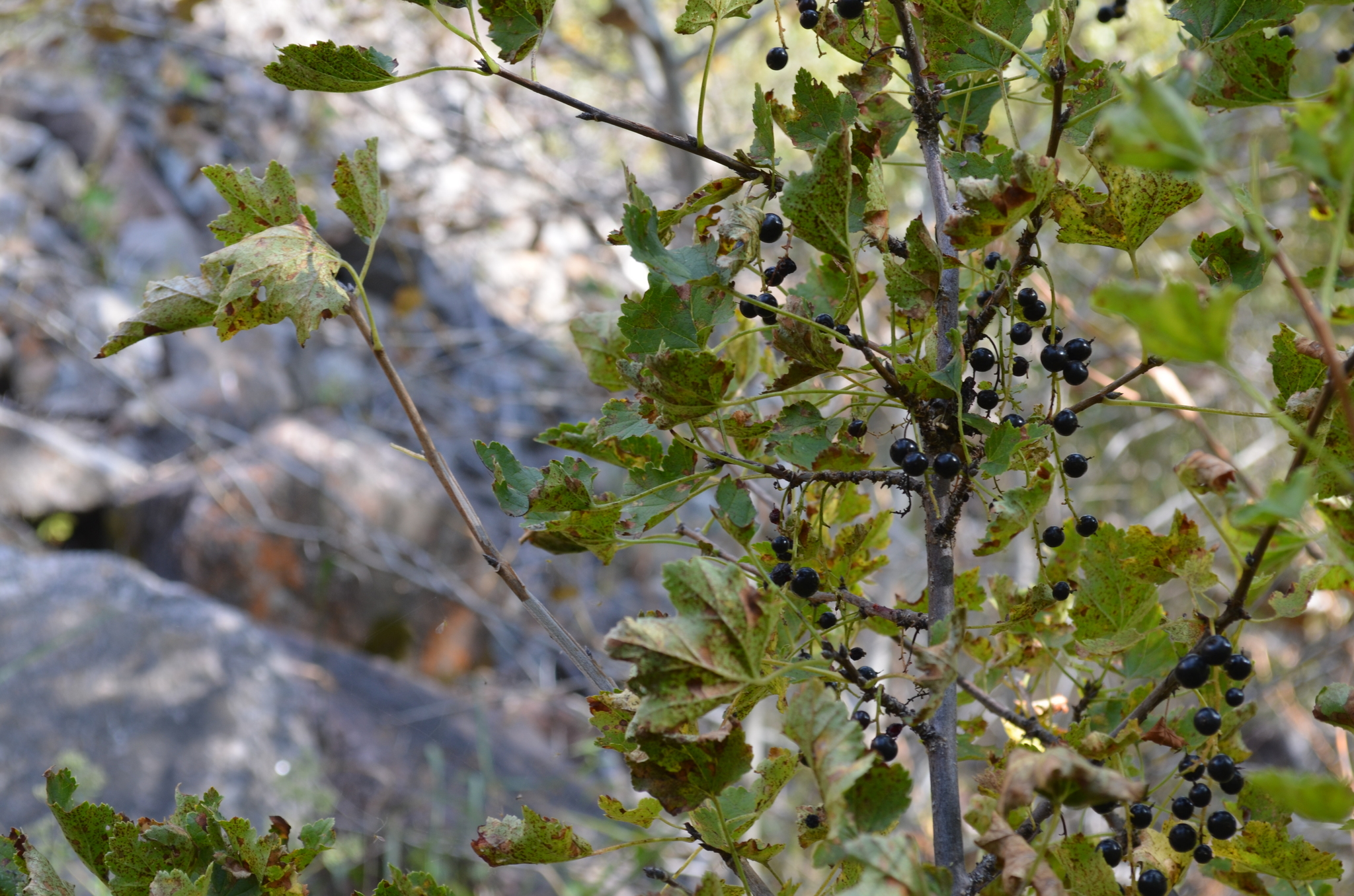 Ribes meyeri