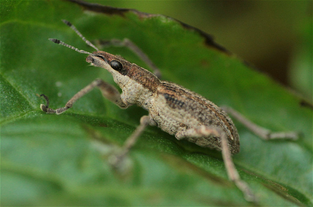 Charagmus gressorius