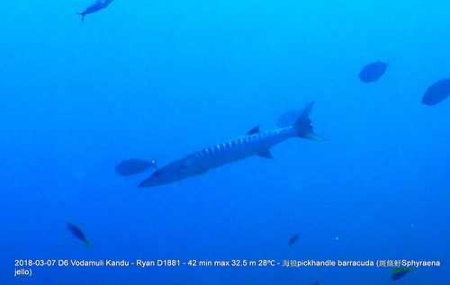 Blackfin Barracuda — seen at this dive site