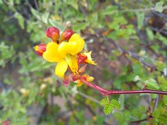Erythrostemon placidus