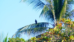 Buteogallus
