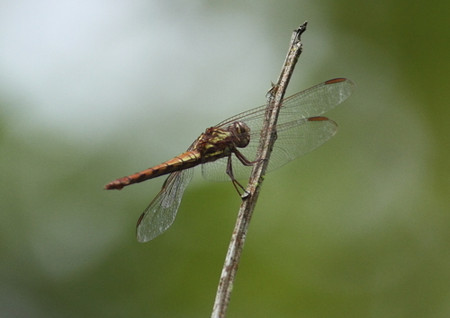 Orthemis aequilibris