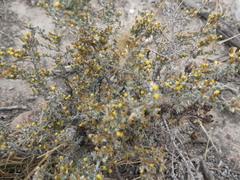 Helichrysum asperum