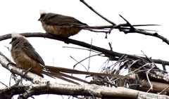 Colius striatus
