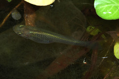 Poecilia reticulata