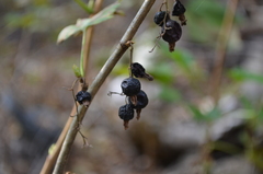 Ribes janczewskii