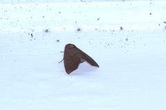 Erebidae