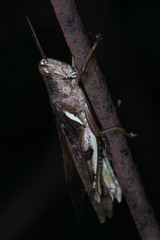 Acrididae