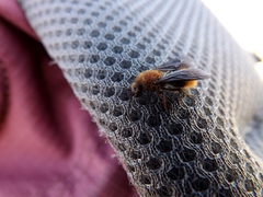 Pseudomethoca propinqua