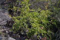 Ribes saxatile