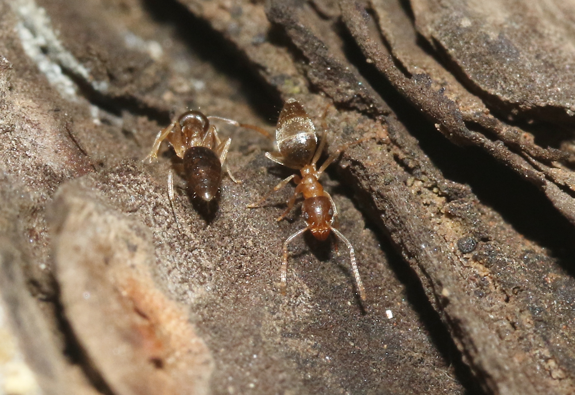 Technomyrmex madecassus