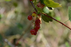 Ribes saxatile