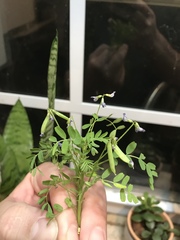 Astragalus leptocarpus