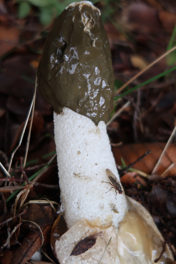 Phallus impudicus · January 2026 · photo: © presha (iNaturalist, cc-by)